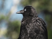Just Crow Things