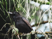 Just Crow Things Pt 2 
