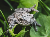 Grey TreeFrog 