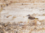 Killdeer 