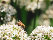 Busy Bees!