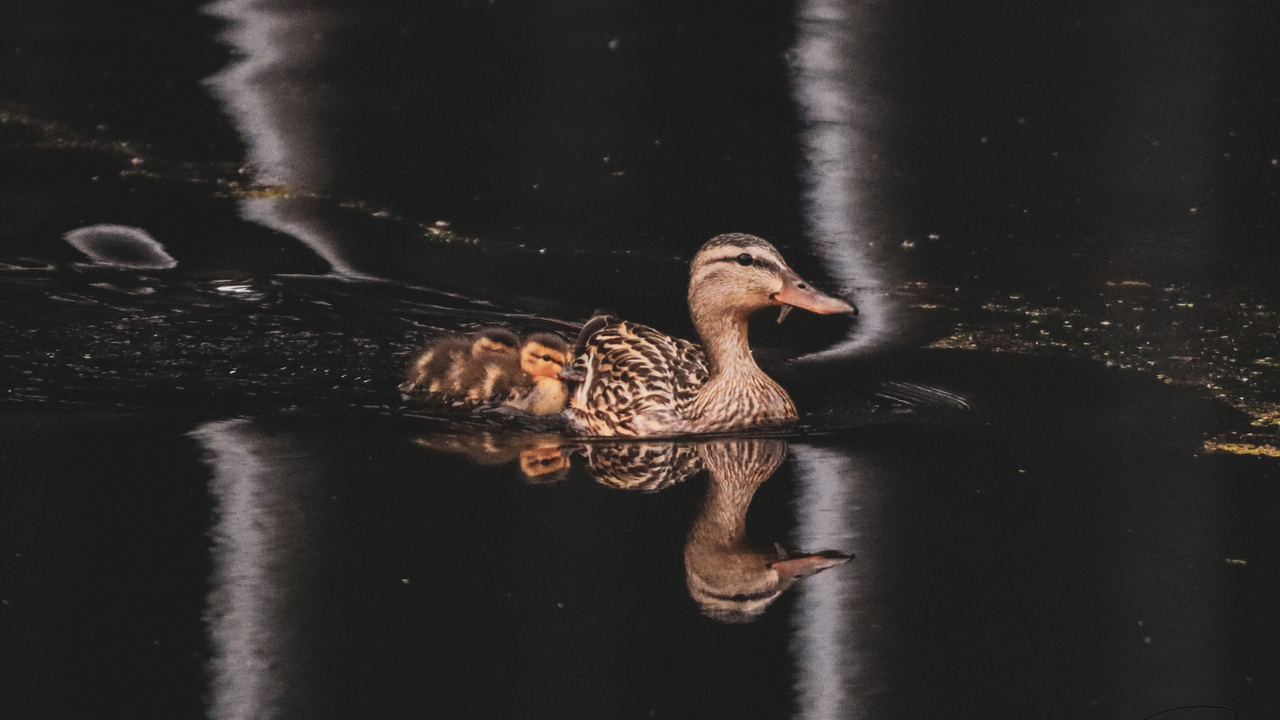 Ducking around! 