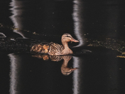 Ducking around! 