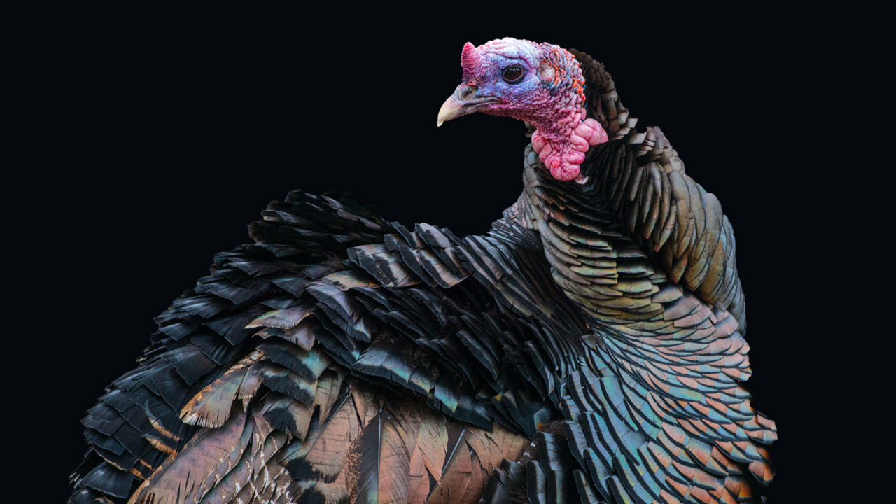 Turkey portrait
