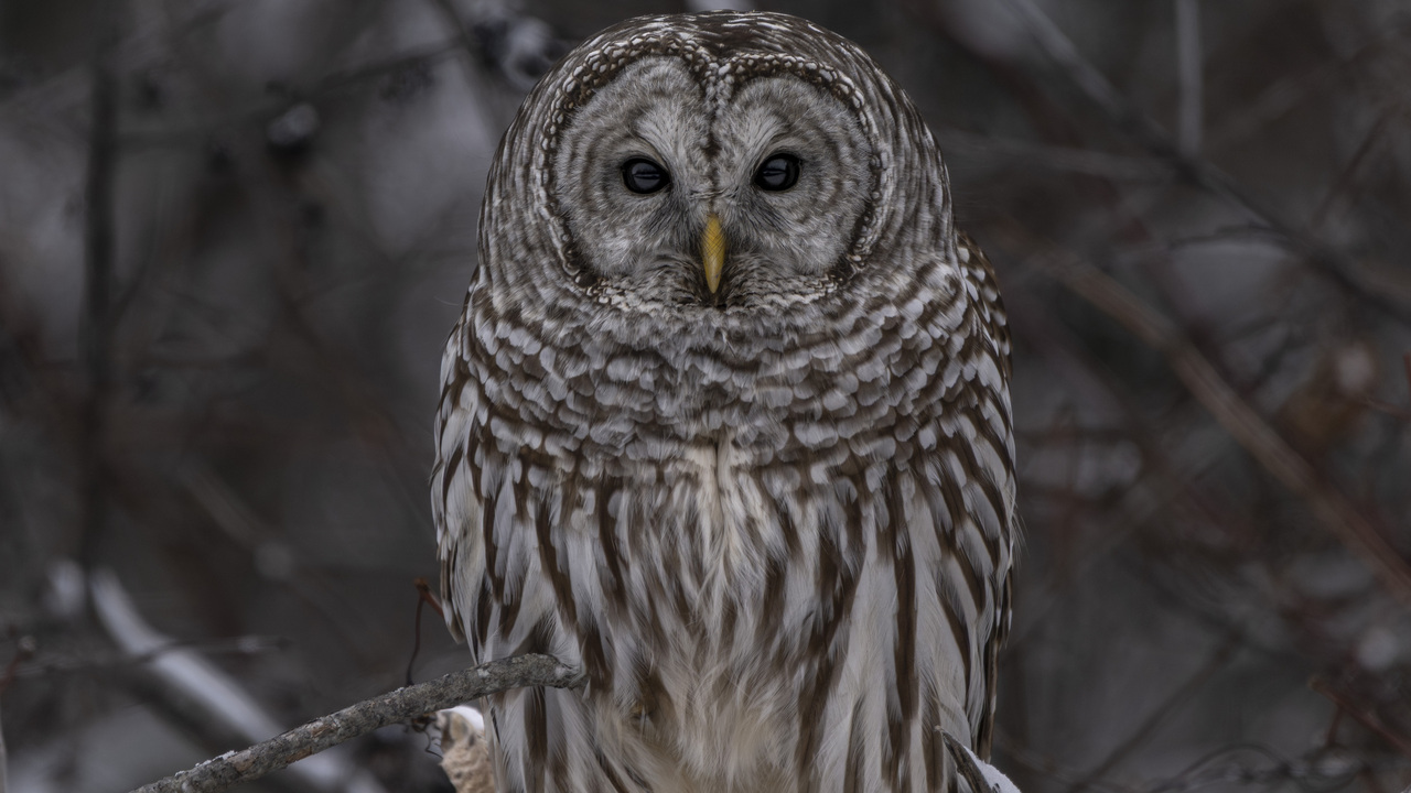 Barred Owl