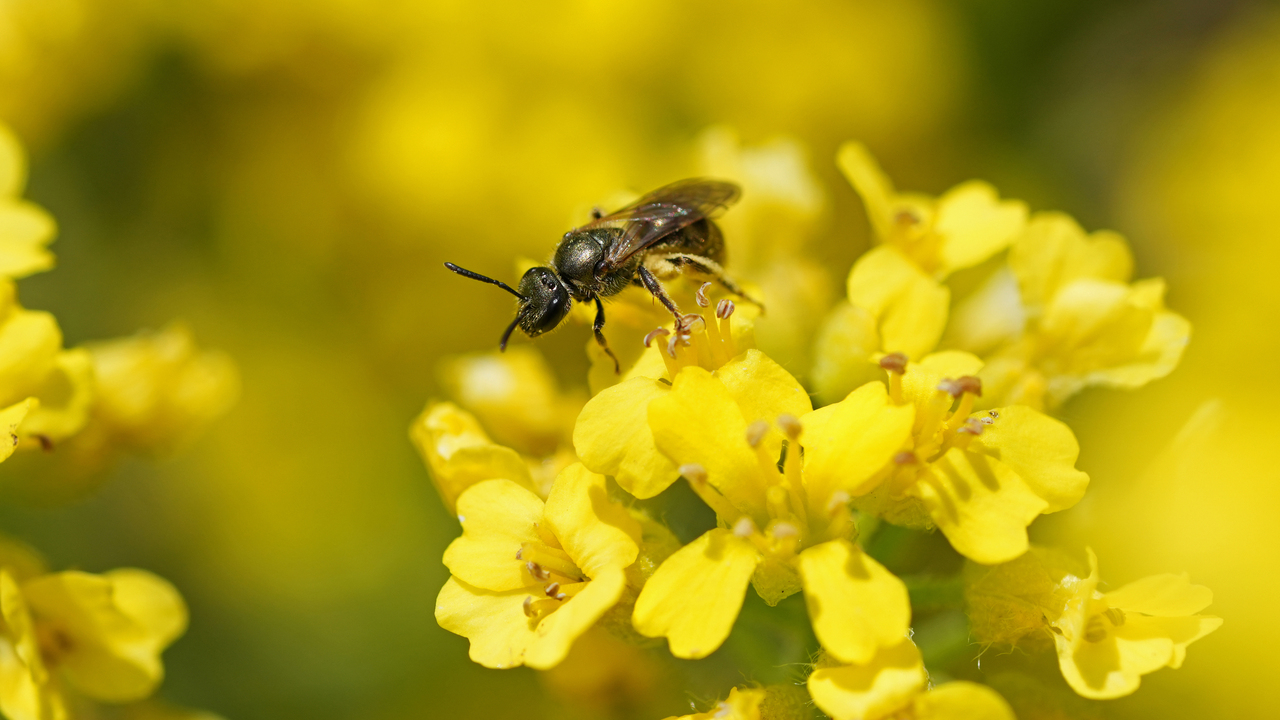 House of pollen