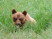 Grizzly Cub (yearling)