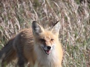 Smiling Fox