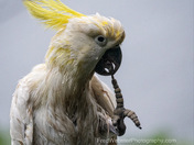 Bad Hair Day