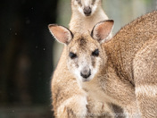 Curious onlookers 