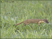 Long-tailed weasel