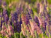 The Return of the Lupins