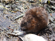 Huge feast for little muskrat