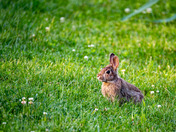 Bunny - Burlington, Ontario