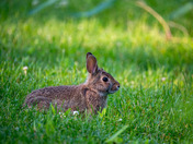 Bunny in Burlington
