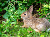 Bunny in Burlington