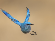 Master Of Flight