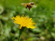 Very dandy!