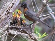 Feeding time