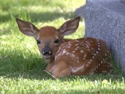 My what big ears you have