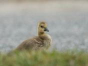 The little gosling