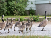 Taking the kids out for a stroll