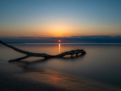Driftwood 