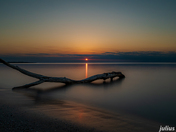 Driftwood 