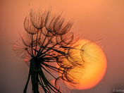 Orange sunset
