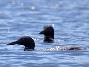 Common Loons in Noganosh Lake.