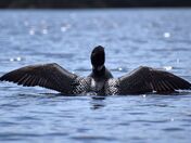 Common loon with widespread wings.