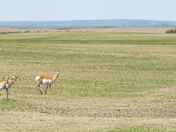 three curious pronghorn