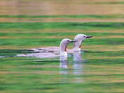 Red-throated Loons