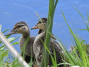 Mallard youngsters