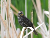 Redwing on dried cattail