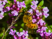Ground Cover and A Bee