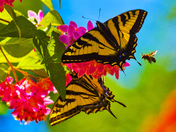 Tiger Swallowtails