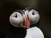 Puffin lovin’