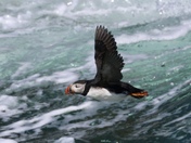 Puffin in flight