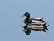 Double Mallards