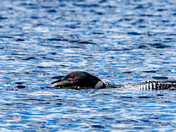 Loon fishing