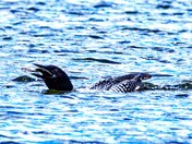 Loon enjoying lunch
