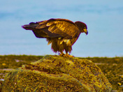 Adolescent Golden Eagle