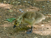"Gosling".