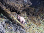 Grizzly Cub
