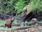 Mom With Cubs