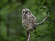 Barred Owlet in the woods