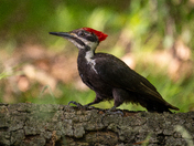 Pileated Woodpecker
