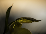 Shadow & Light