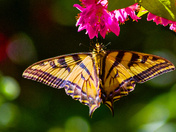 Tiger Swallowtail